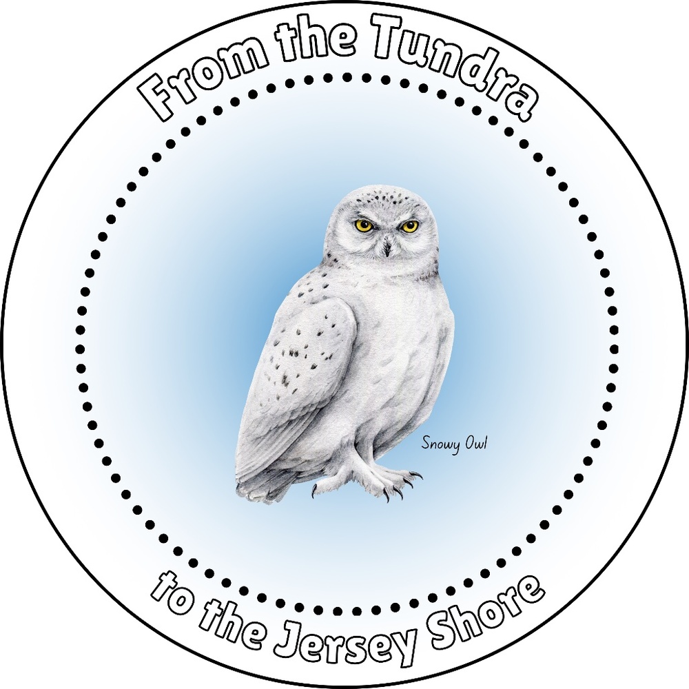 Snowy Owl Sticker ~ Jersey Shore Owl ~ BUNDLE any 3 Stickers for $10